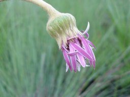Gerbera ambigua flowerhead